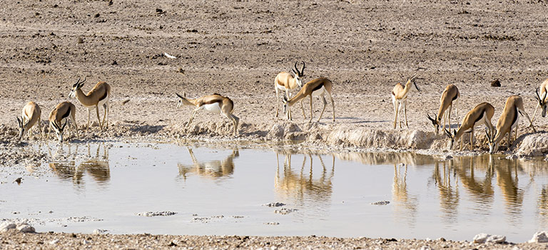 Antelopes at a Watering Hole in the desert drinking